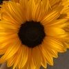 orra_olen